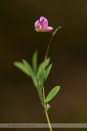 Zwarte lathyrus; Black Pea; Lathyrus niger