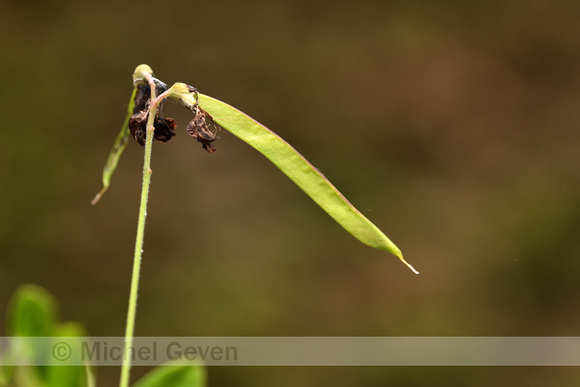 Zwarte lathyrus; Black Pea; Lathyrus niger