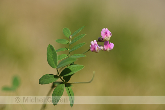 Zwarte lathyrus; Black Pea; Lathyrus niger