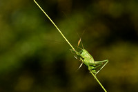 Grote groene sabelsprinkhaan; Great green Bush-cricket; Tettigon