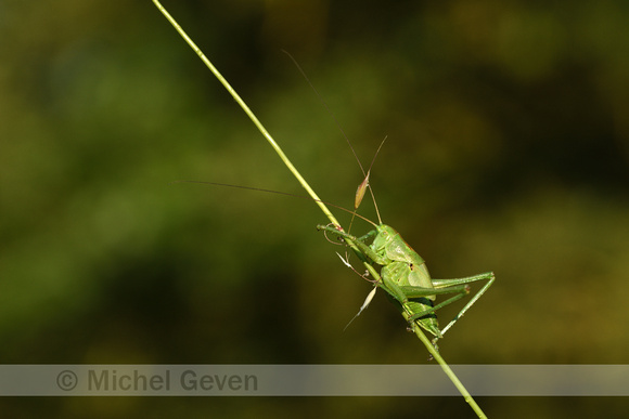 Grote groene sabelsprinkhaan; Great green Bush-cricket; Tettigon
