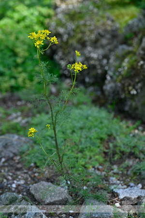 Jacobaea adonidifolia