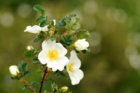 Duinroos; Burnet Rose; Rosa pimpinellifolia;