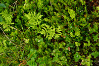 Gebogen Driehoeksvaren; Oak Fern; Gymnocarpium dryopteris