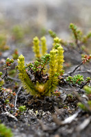Dennenwolfsklauw; Fir Clubmoss; Huperzia selago subsp. Arctica