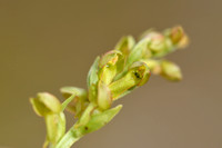Groene nachtorchis; Frog Orchid; Coeloglossum viride