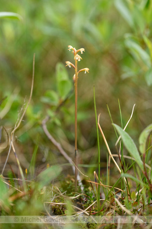 Koraalwortel; Coralroot Orchid; Corallorhiza trifida