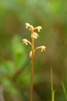 Koraalwortel; Coralroot Orchid; Corallorhiza trifida