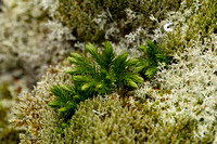 Dennenwolfsklauw; Fir Clubmoss; Huperzia selago subsp. Arctica