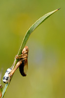 Bruine Sprinkhaan; Chorthippus brunneus