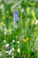 Phyteuma betonicifolium