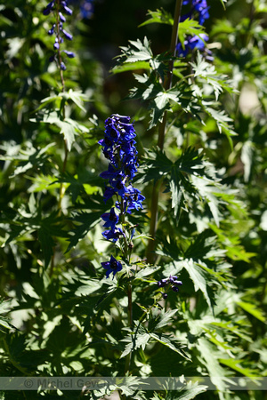 Hoge ridderspoor; Alpine Delphinium; Delphinium elatum