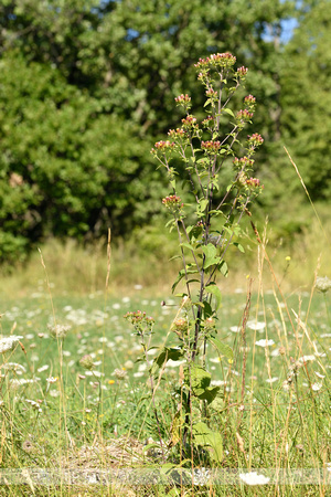 Donderkruid; PloughmanÕs spikenard; Inula conyzae