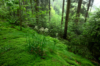 Witte veldbies; White Wood-rush; Luzula luzuloides