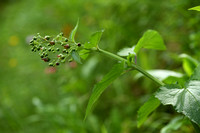 Alpenhelmkruid; Scrophularia alpestris