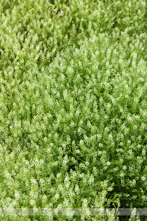 Amerikaanse kruidkers; Virginia Peppergrass; Lepidium virginicum