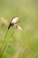 Veenpluis;Common Cottongras; Eriophorum angustifolium