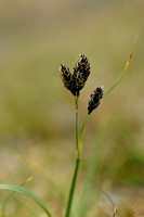 Black Alpine Sedge; Carex atrata