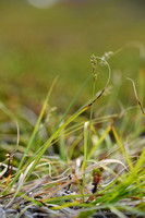 Silvery Sedge; Carex canescens