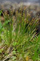Veenbies; Deergrass; Trichophorum cespitosum