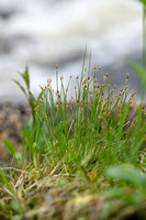 Veenbies; Deergrass; Trichophorum cespitosum