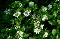 Engels lepelblad; English scurvygrass; Cochlearia officinalis ss