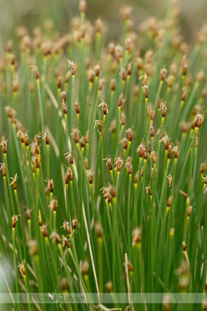 Veenbies; Deergrass; Trichophorum cespitosum