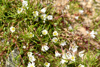 Mountain chickweed; Cerastium cerastoides