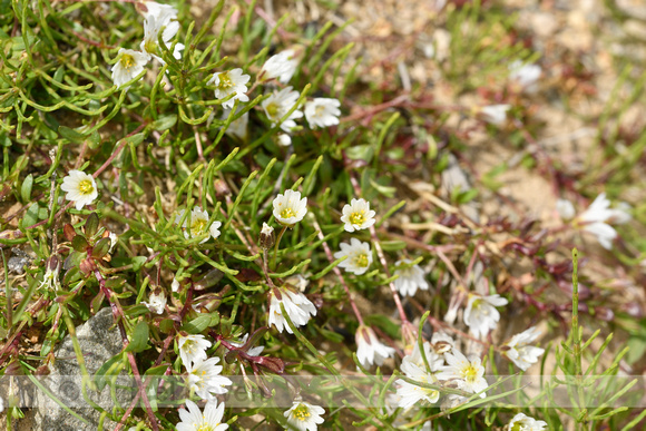 Mountain chickweed; Cerastium cerastoides