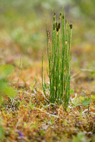 Lidrus; Marsh Horsetail; Equisetum palustre