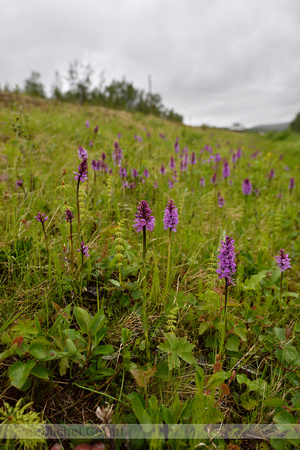Gevlekte Orchis; Heath Spotted Orchid; Dactylorhiza maculata