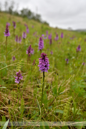Gevlekte Orchis; Heath Spotted Orchid; Dactylorhiza maculata
