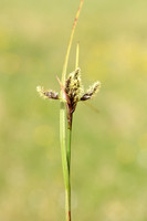 Veenpluis;Common Cottongras; Eriophorum angustifolium