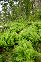 Alpine Lady-fern Athyrium distentifolium