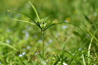 Bleek cypergras; Tall Flatsedge; Cyperus eragrostis