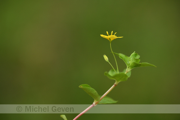 Boswederik; Yellow pimpernel; Lysimachia nemorum