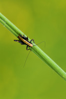 Bramensprinkhaan - Common Dark Bush-cricket - Pholidoptera griseoa