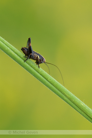 Bramensprinkhaan; Common Dark Bush-cricket; Pholidoptera griseoa