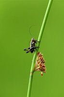 Bramensprinkhaan; Common Dark Bush-cricket; Pholidoptera griseoa