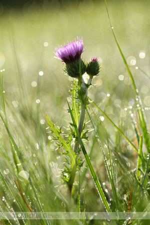 Carduus defloratus subsp. Carlinifolius