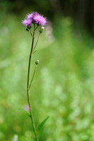 Ongelijkbladige Vederdistel; Cirsium monspessulanum