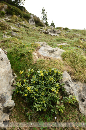 Daphne laureola subsp. Philippi