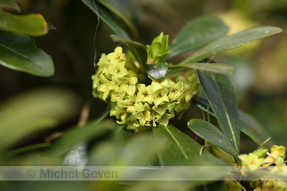 Daphne laureola subsp. Philippi