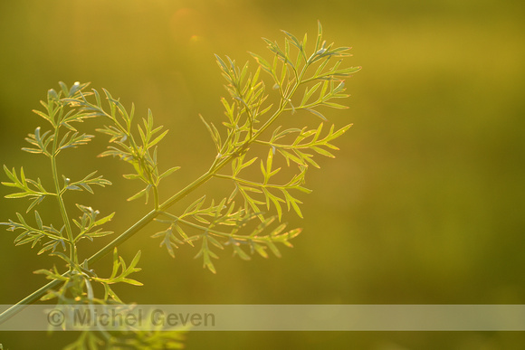 Dodemansvingers; Hemlock Water-dropwort; Oenanthe crocata