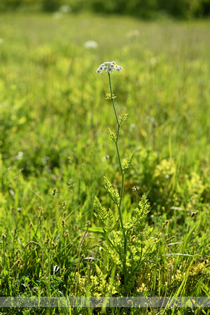 Dodemansvingers; Hemlock Water-dropwort; Oenanthe crocata