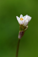 Driebladige look; Pink Garlic; Allium trifoliatum