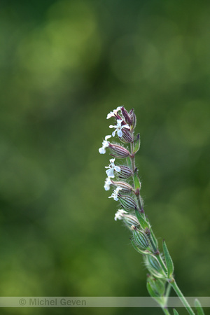 Franse silene; Small flowered Catchfly; Silene gallica