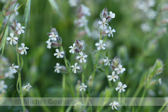 Franse silene; Small flowered Catchfly; Silene gallica