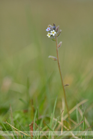 Veelkleurig vergeet-mij-nietje; Changing Forget-me-not; Myosotis