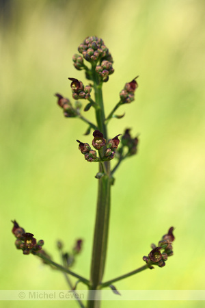 Gevleugeld helmkruid; Green figwort; Scrophularia umbrosa